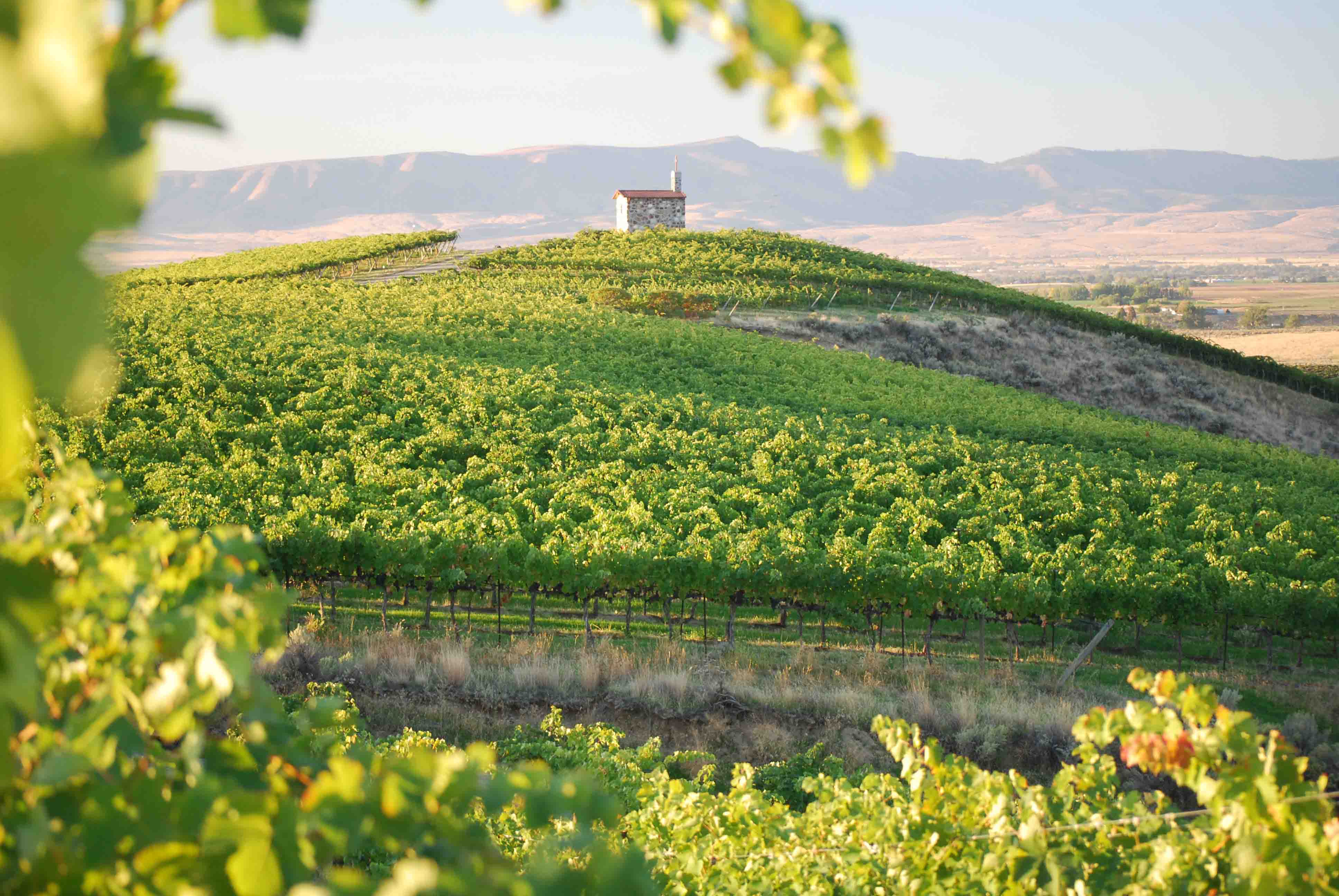 Library Vintages – Betz Family Winery