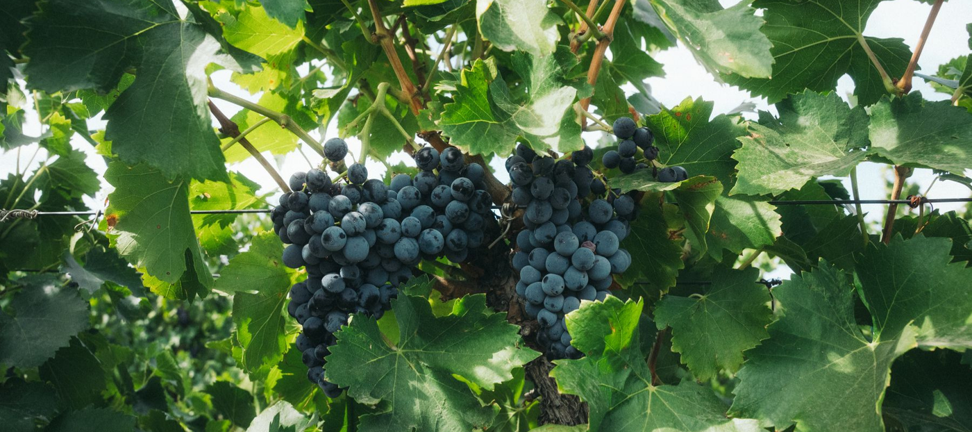 2023 Rhône-Style Release