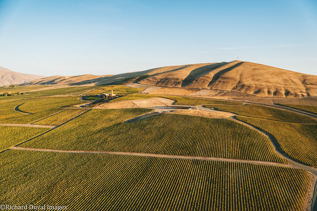 Vineyard photo, late afternoon lighting from above